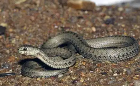 西藏特有的温泉蛇，毒性有多大？