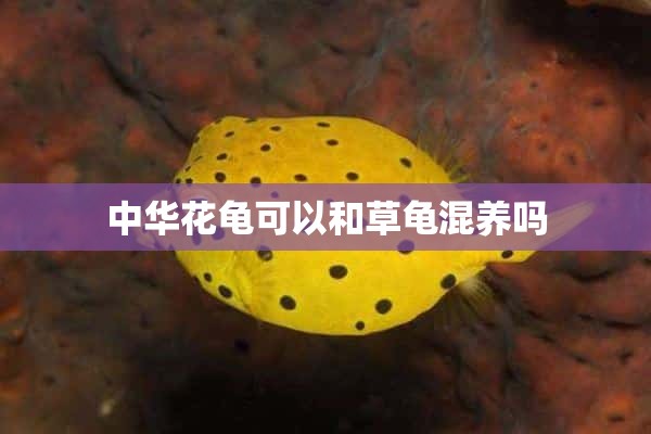 中华花龟可以和草龟混养吗