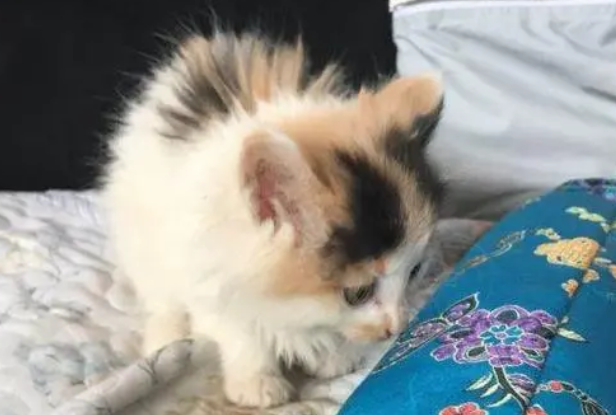 猫知识：长毛三花猫是什么品种？