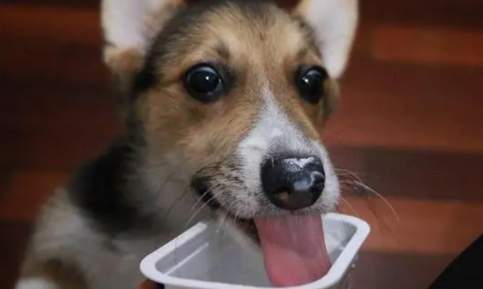 狗狗可以喝酸奶吗？这些“饮食要点”你不能不知道哦！