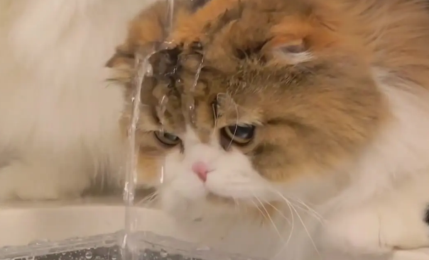 猫咪不肯喝水？十个方法让猫咪多喝水