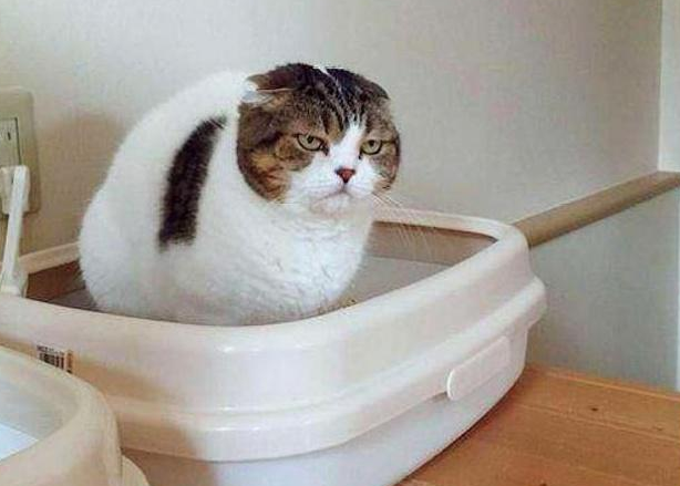 猫咪不停的去厕所但是尿不出来，咋回事？