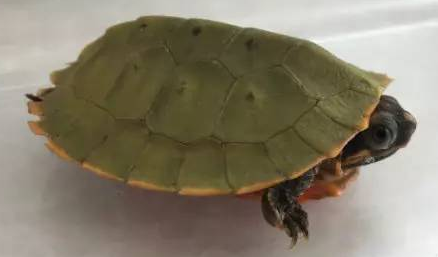 你们说，马来果龟的饲养方法是什么?