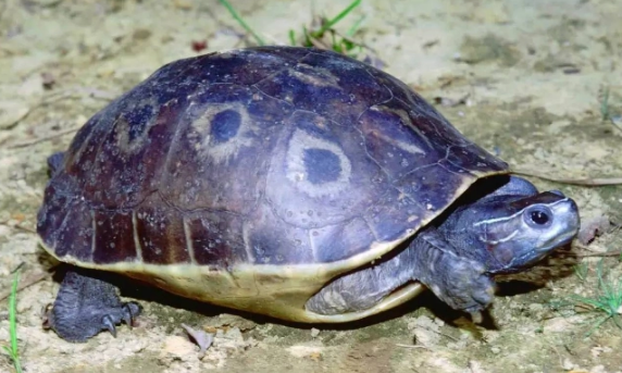 一篇关于缅甸孔雀龟的科普，快来看看吧~