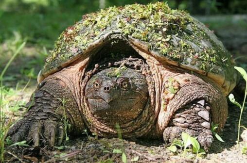 北美拟鳄龟的科普文，快来看看