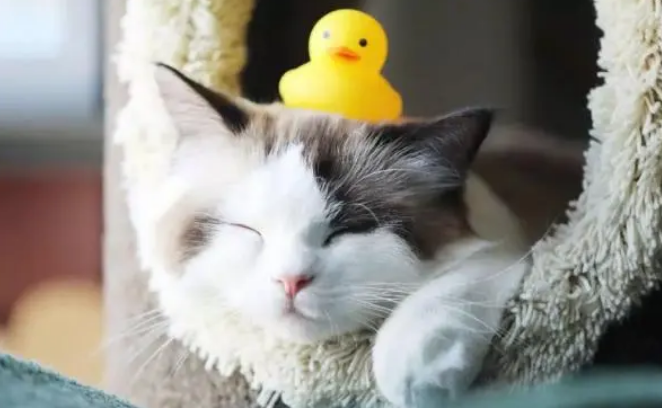 科普，猫咪为什么要用猫砂？