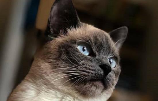 猫出现飞机耳是什么意思 这种情况需要注意咯！