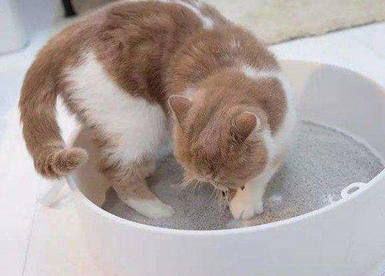 猫吃完东西多久会排泄？不知道的来瞧瞧