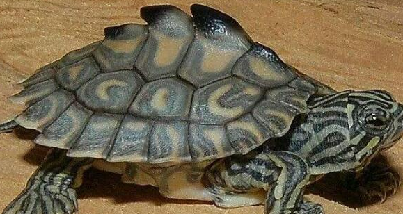养龟科普：越长越漂亮的龟有哪些？