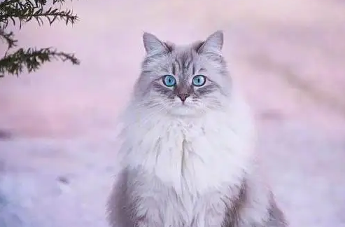 怎样给西伯利亚猫洗澡？多久洗一次比较好？