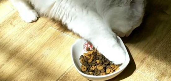 猫埋食物是什么意思？我告诉你