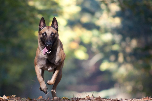 “灵性十足”的马利诺斯犬，快点把它带回家吧