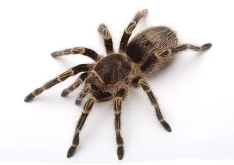 蜘蛛有多少条腿？密密麻麻的看着很恐怖