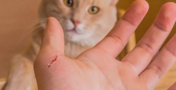 猫挖住手没有出血需要打针吗？铲屎官来瞧瞧吧