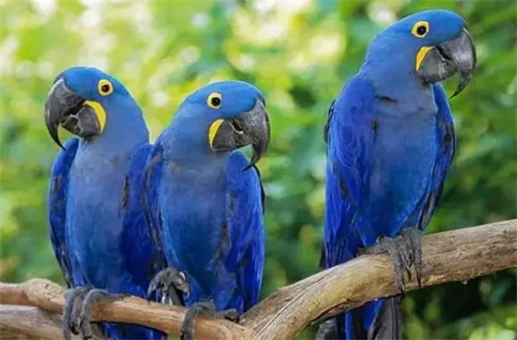 紫蓝金刚鹦鹉怎么看年龄？大神教你几招