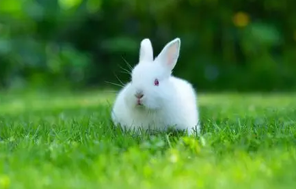 小兔子一定要吃兔粮吗？我们给兔子喂食要注意什么