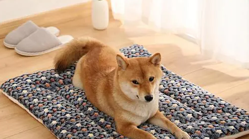 「养宠经验分享」夏天狗狗感冒可以睡冰垫吗，狗狗感冒睡冰垫好吗