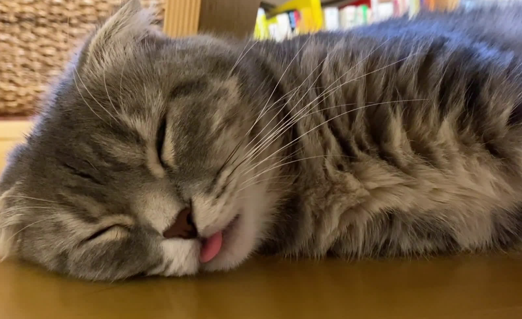 来分析一下猫睡觉为什么吐舌头吧！