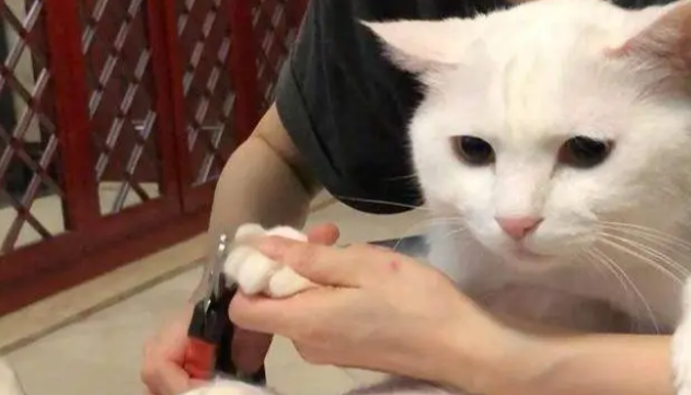 猫的爪子可以剪吗？给猫咪剪指甲要注意什么