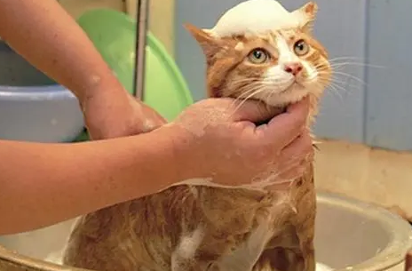 给猫咪洗澡实在是太难了！手把手教你在家科学洗猫