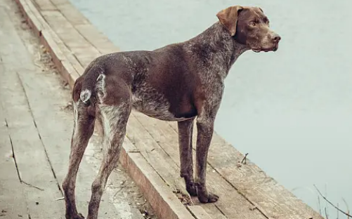 指示犬和一般的宠物犬相比，饲养难度更大吗？