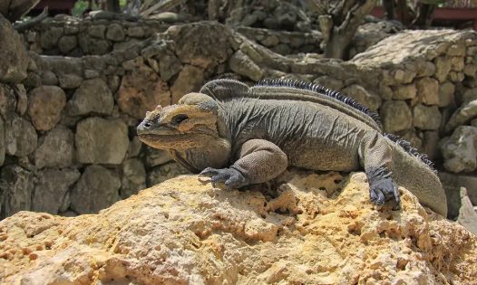 陆地最大蜥蜴——科莫多巨蜥，实力强到三哥都不敢惹！