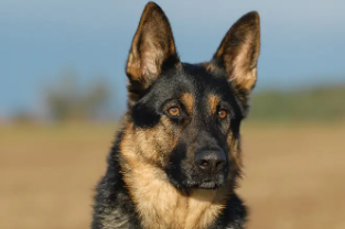 主人吃的东西德国牧羊犬能吃吗？不要继续犯错哦！