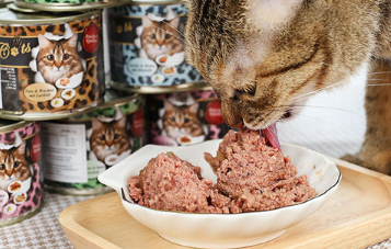 ocanis猫罐头怎么样？猫咪爱吃的理想主食！