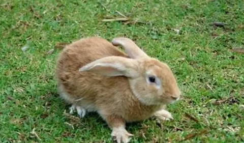 福建黄兔喂养技巧，想养兔子的学起来！