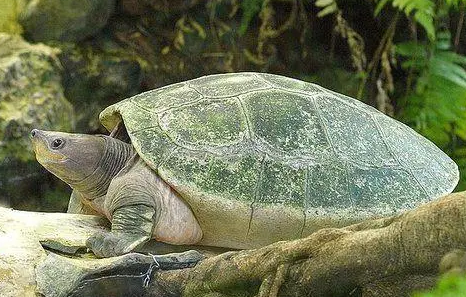西瓜龟的寿命多长？想养的来了解下吧