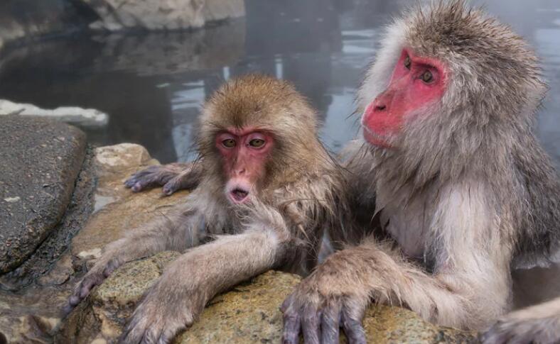一种中型矮壮的猴子——日本猕猴