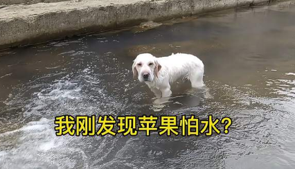 狗怕水是为什么？不懂的朋友来看看