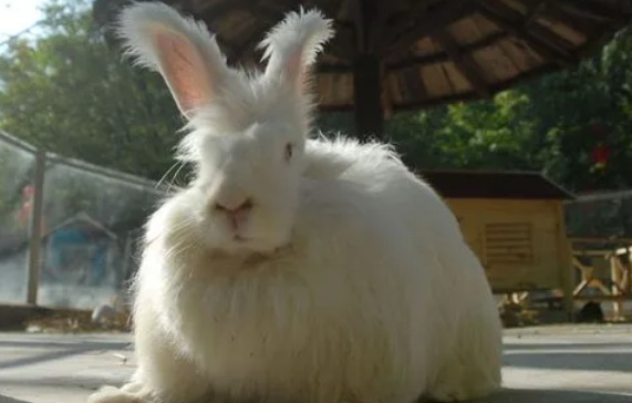 英国安哥拉兔体重怎么样？寿命是多久？