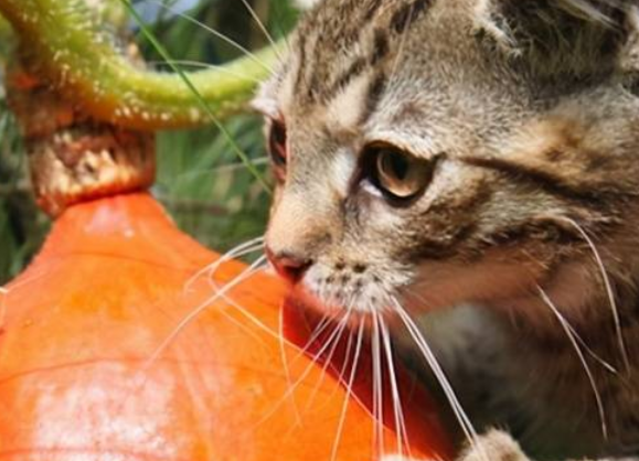 猫知识：猫能吃南瓜吗蒸熟的？