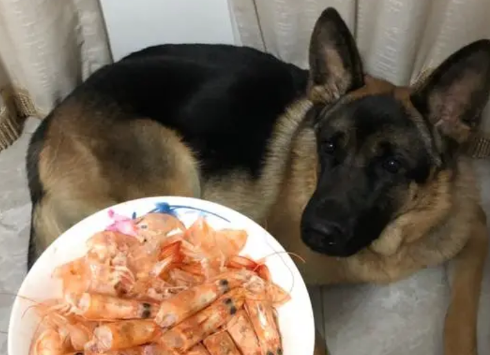 狗能吃虾吗？来了解下吧
