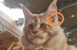 猫的耳朵都有附耳吗？说了你别不信