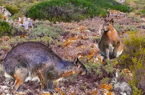 最大的兔类米诺卡岛兔王吃什么呢？看过来