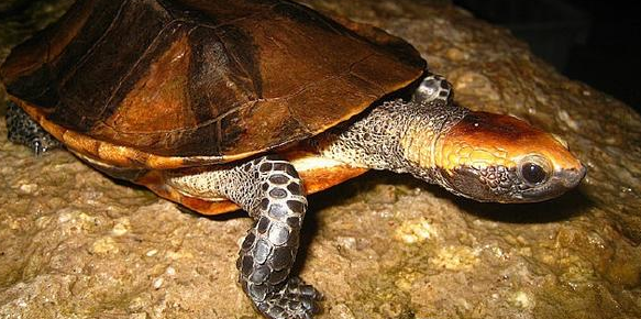 红头扁龟成体多大？不会还有人不知道吧？