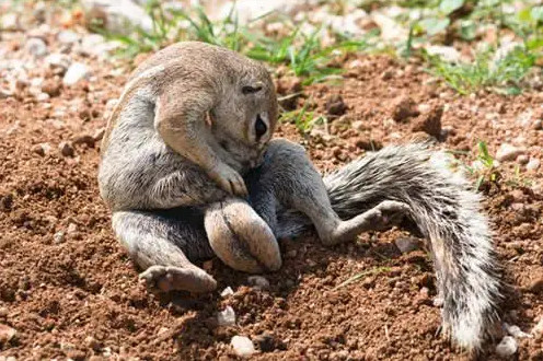 可爱的南非地松鼠喜欢吃什么？赶紧了解一下吧！