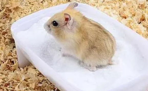 仓鼠怎么洗澡？
