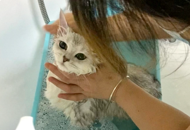 猫洗澡的注意事项，新手在家搞定猫咪洗澡