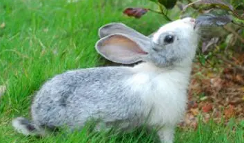 青紫蓝兔有多少种颜色，来了解一下吧