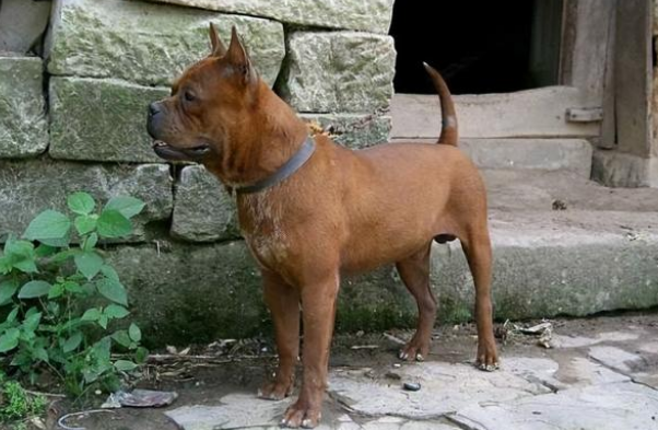 起源于重庆地区的川东猎犬，你了解多少？