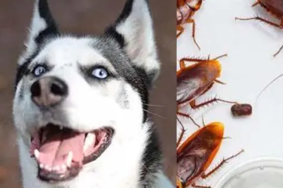 宠主须知，狗吃了蟑螂怎么办？