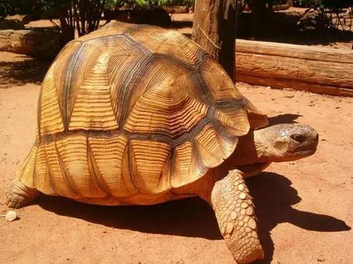 嗨！这有一份安哥洛卡陆龟的科普，欢迎查阅！