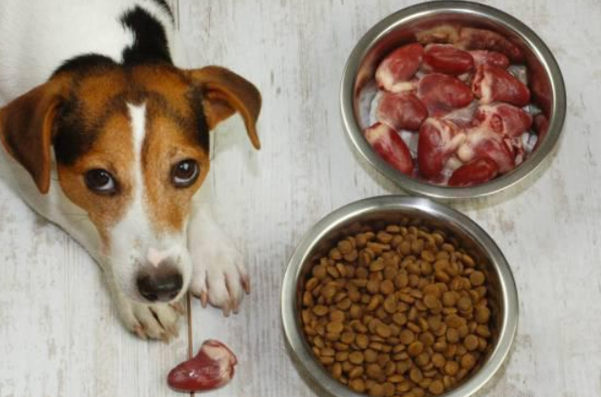 狗狗吃猪肝一次喂多少，想了解快来看！