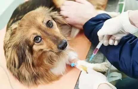 狗狗什么时候打狂犬疫苗？一定不能忽视