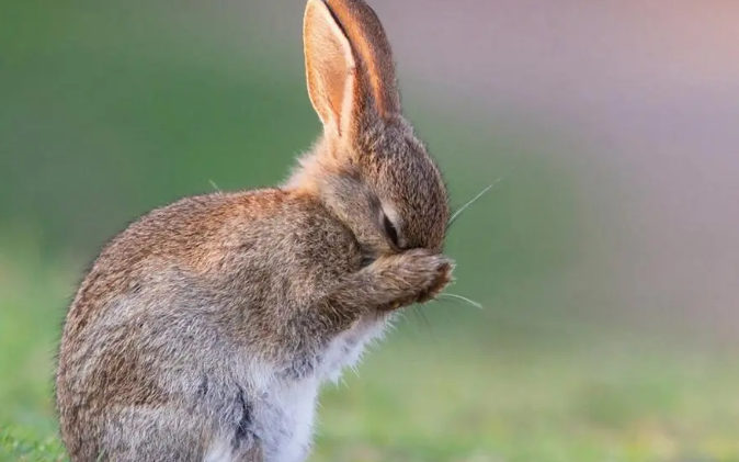 兔子得了耳螨怎么治？这些方法要牢记！
