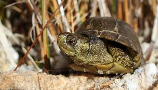 濒临灭绝的沼泽箱龟，一起来了解一下吧