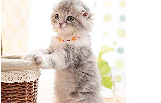体型最小的猫 你听说过“阴沟猫”吗？体型最小的猫 你听说过“阴沟猫”吗？
